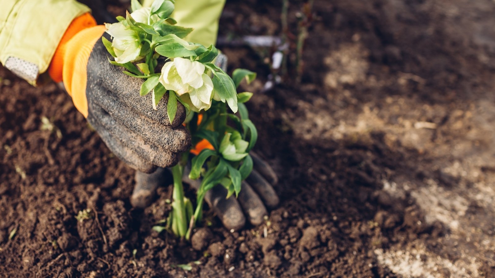 Close-up of male hands in gardening gloves transplanting hellebore seedlings with creamy green flowers into the soil in a garden.
