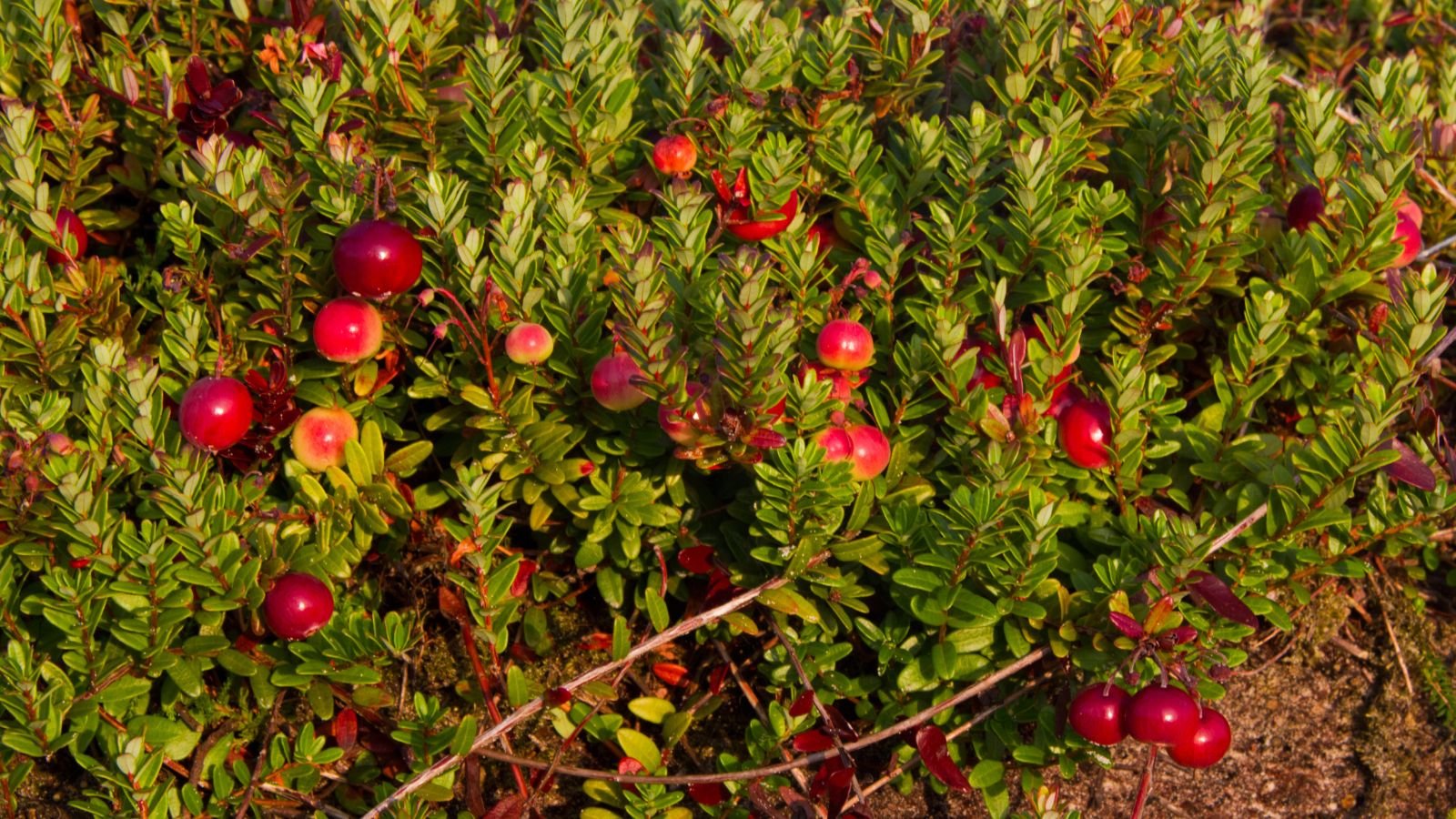 A close-up shot of vibrant berries and its leaves near the dirt ground and is functioning as ground cover in a well lit area outdoors.