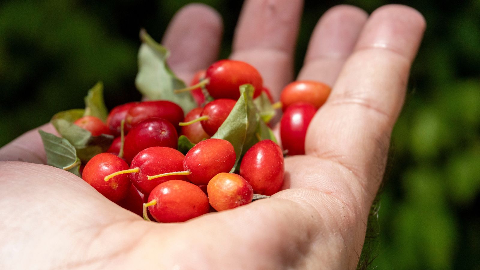 Can you Develop Cranberries throughout the Residence Yard?