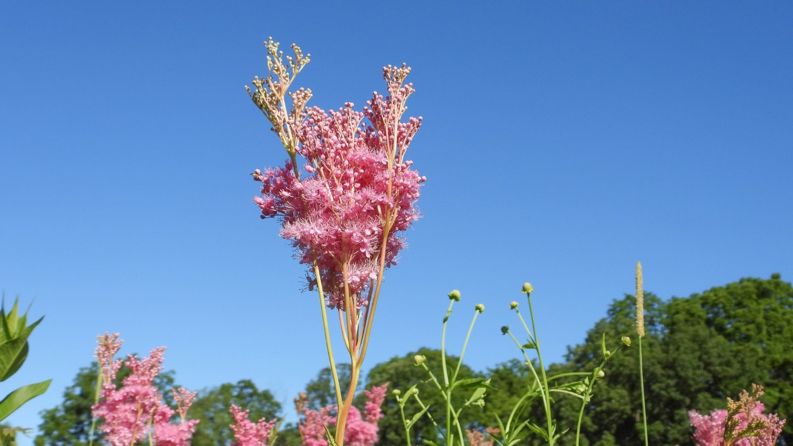 Tall Filipendula rubra plants with soft pink plumes stand out against a backdrop of deep blue sky. The vibrant flowers rise above the green landscape, with their fluffy texture beautifully framed by the clear, cloudless sky.