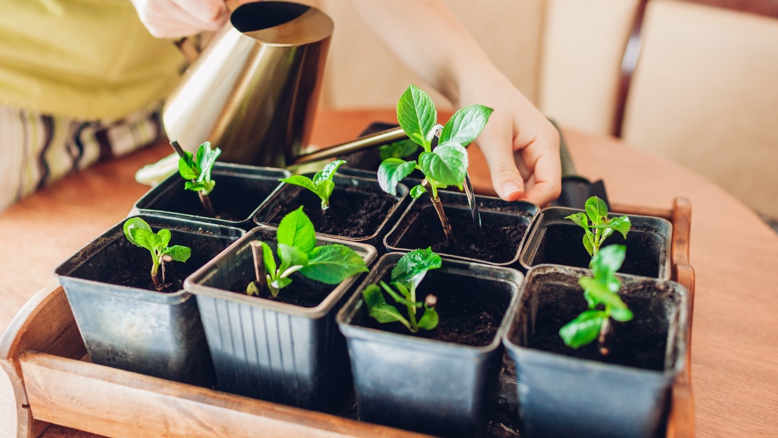 A row of small green seedlings in black plastic pots, ready to be watered. Each seedling shows fresh, green leaves and dark soil, with a small watering can gently providing moisture to the plants.