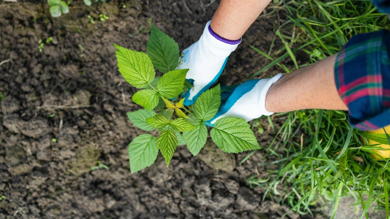 A pair of hands in bright blue gardening gloves gently prepares soil in a garden bed, surrounded by lush green leaves. The soil is freshly turned, rich and dark, as plants with broad, healthy leaves grow nearby.