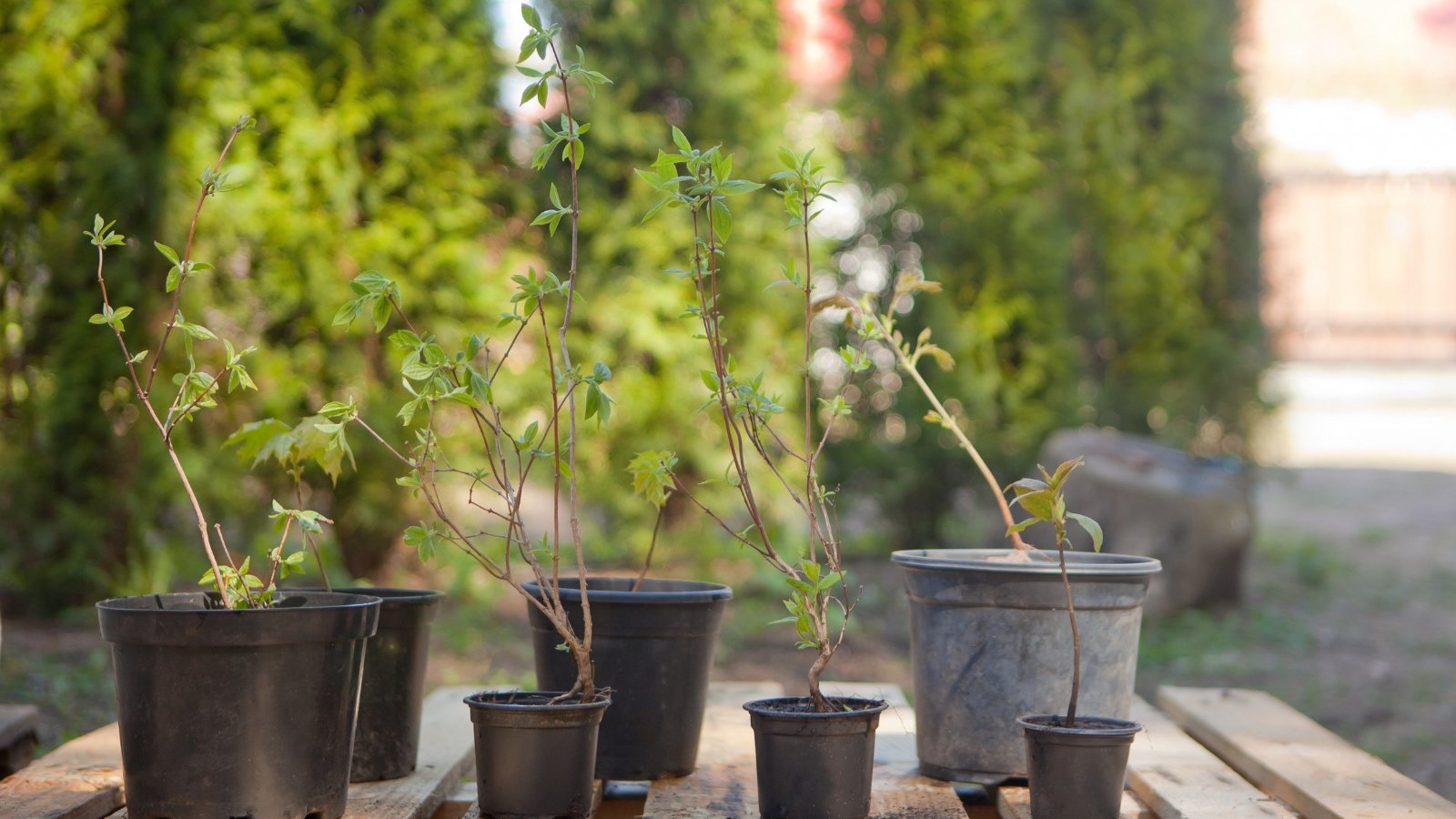 Several young plants grow in small black pots, lined up on a wooden bench in a garden. The plants have slender green stems and narrow leaves, with a row of evergreens in the background providing a natural fence.