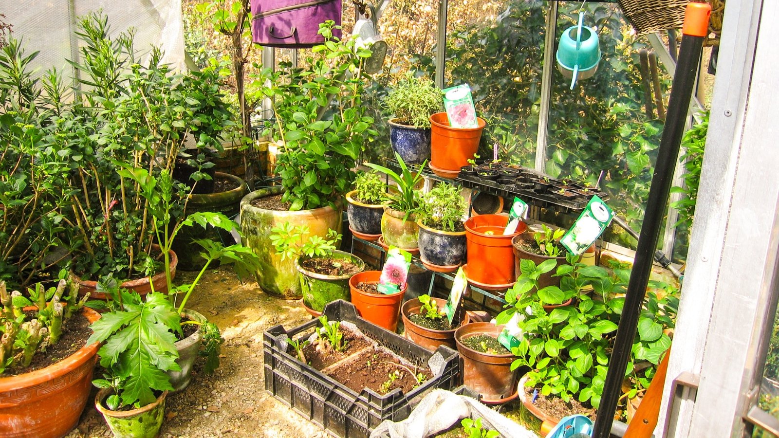 Many potted plants are neatly arranged in a small greenhouse, sheltered for overwintering.
