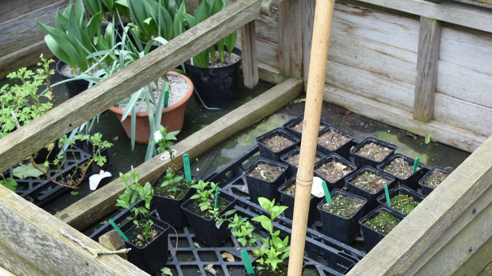 Close up of various potted plants and young seedlings placed in a homemade wooden box in the garden.