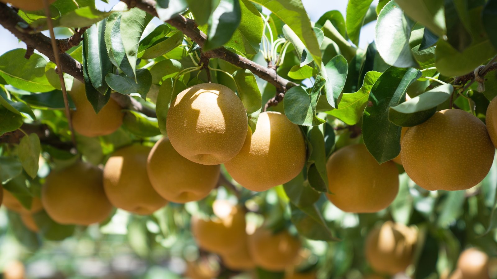 How and When to Harvest Pears for the Juiciest Fruit