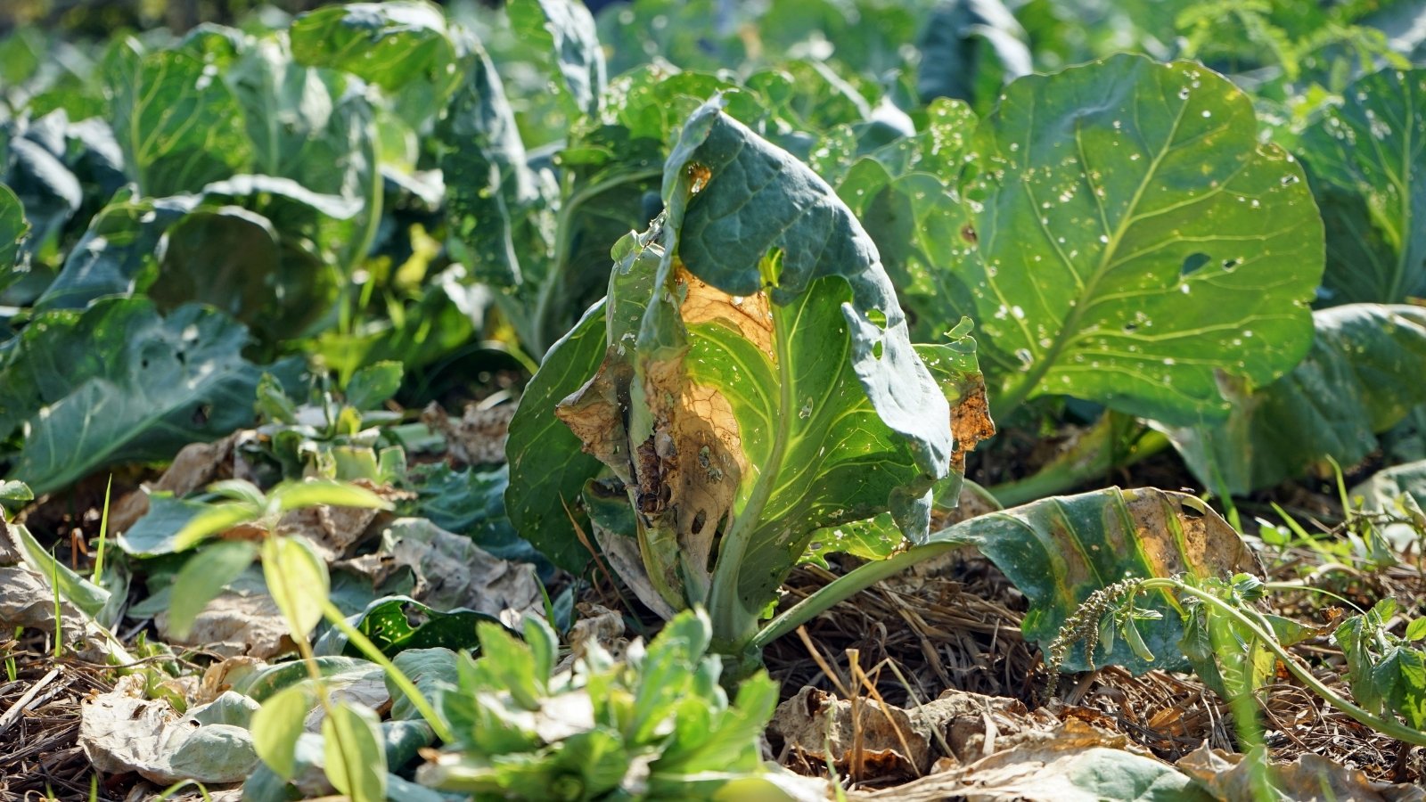 A plant with large, wide green leaves showing signs of aging, as the edges begin to yellow, surrounded by other leafy plants in the background and brown soil beneath.