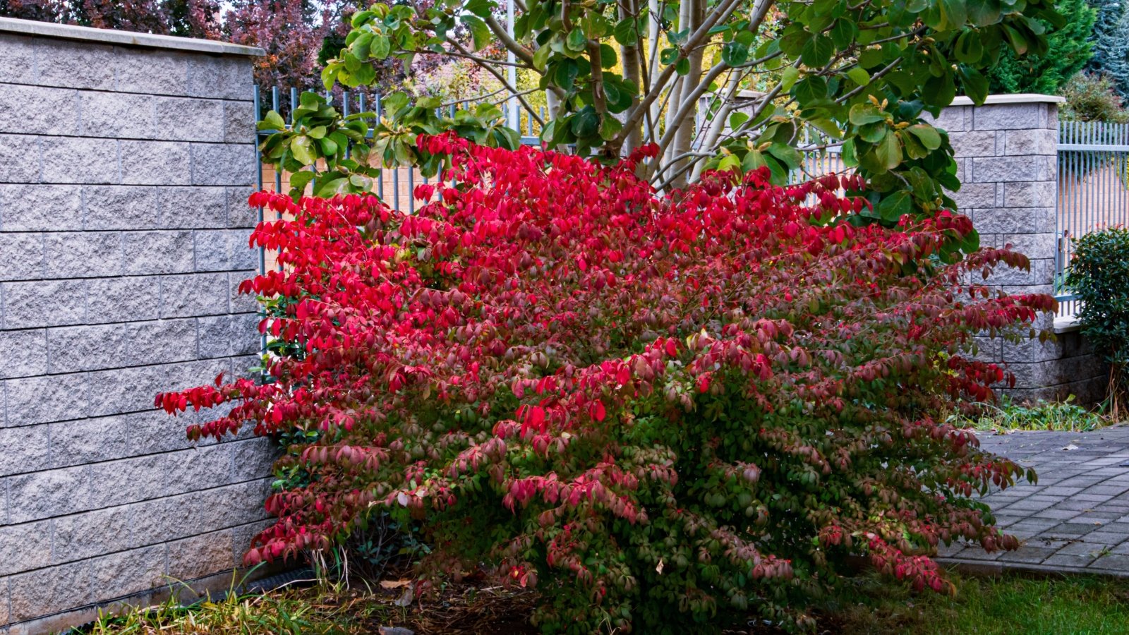 A bush with bright red leaves stands out against the green foliage around it, with a gray stone wall in the background and the ground covered in dark mulch and fallen leaves.