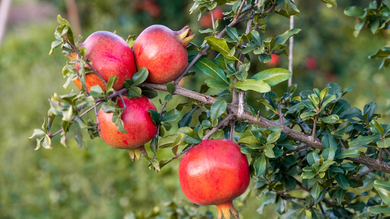 This plant showcases elongated green leaves and produces distinctive, bright red fruits with a leathery rind.
