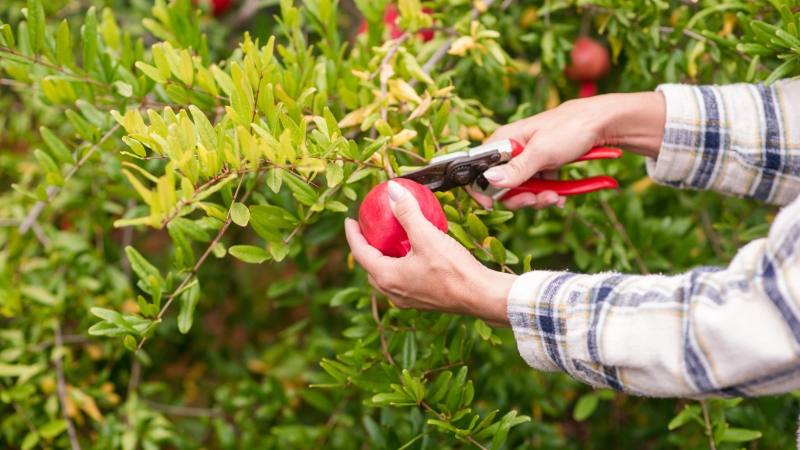 A woman uses red pruners to cut bright red ripe fruits from thin, arched branches covered with smooth, lance-shaped leaves.
