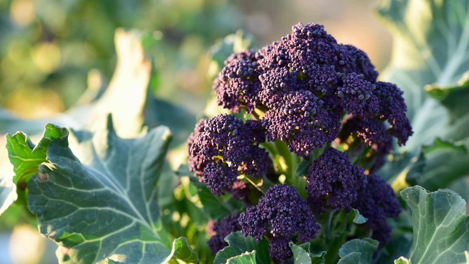 A rich burgundy vegetable head standing out against its silvery-green leaves with thick veins and a textured surface. The contrast between the dark, bold head and the pale green leaves adds a striking visual element, with the leaves spreading wide and providing ample coverage for the vibrant center.