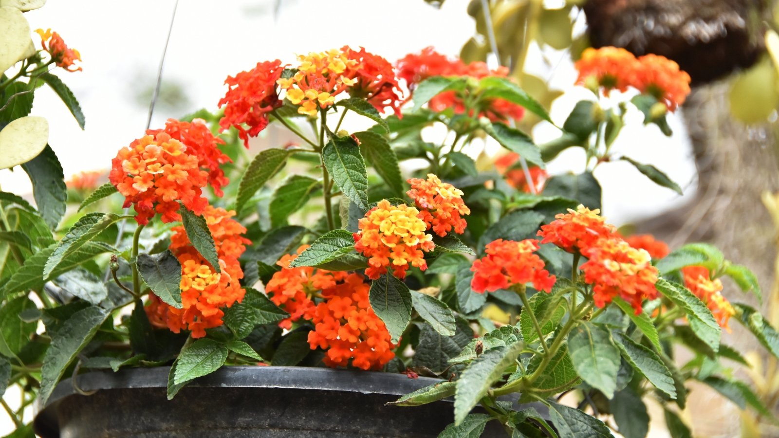 Lantana camara in a large black pot features rough, green, ovate leaves and clusters of small, tubular flowers in a mix of colors like red, orange, and yellow.