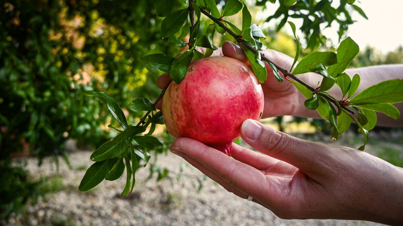 Female hands pluck a ripe fruit with thick, leathery skin of a rich pink-red hue from among glossy, narrow green leaves.
