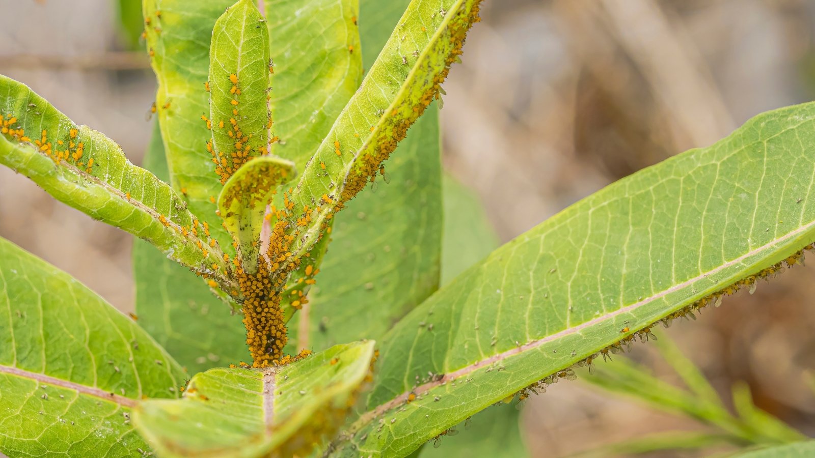 7 Widespread Fall Vegetable Yard Pests