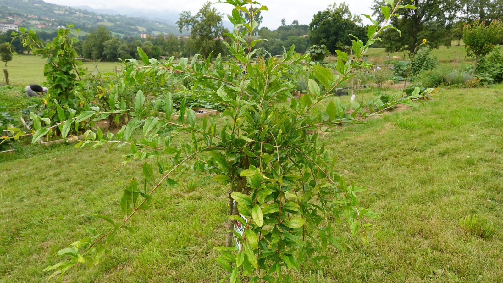 7 Causes There’s No Fruit on Your Pomegranate Tree