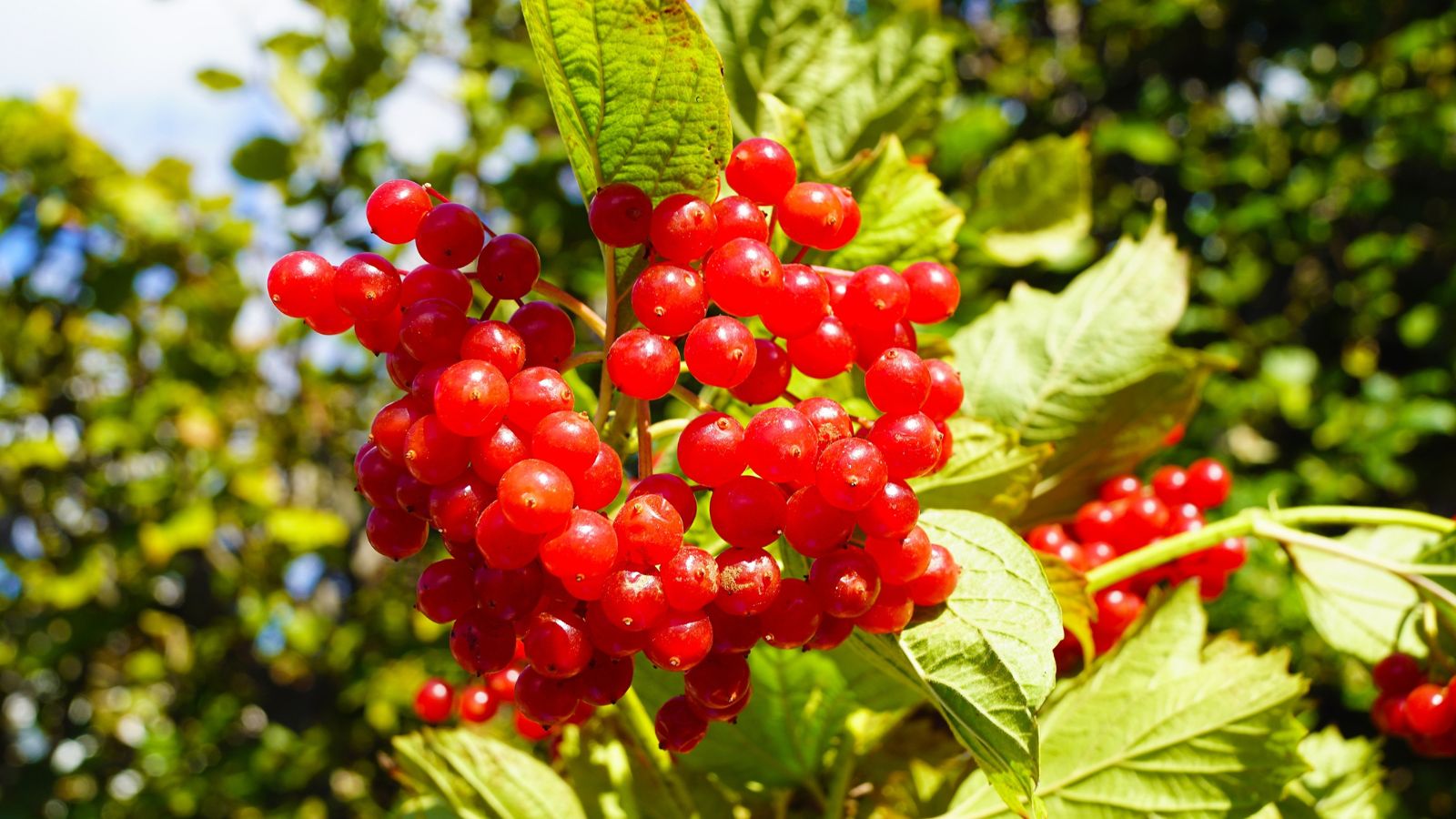 Can you Develop Cranberries throughout the Residence Yard?