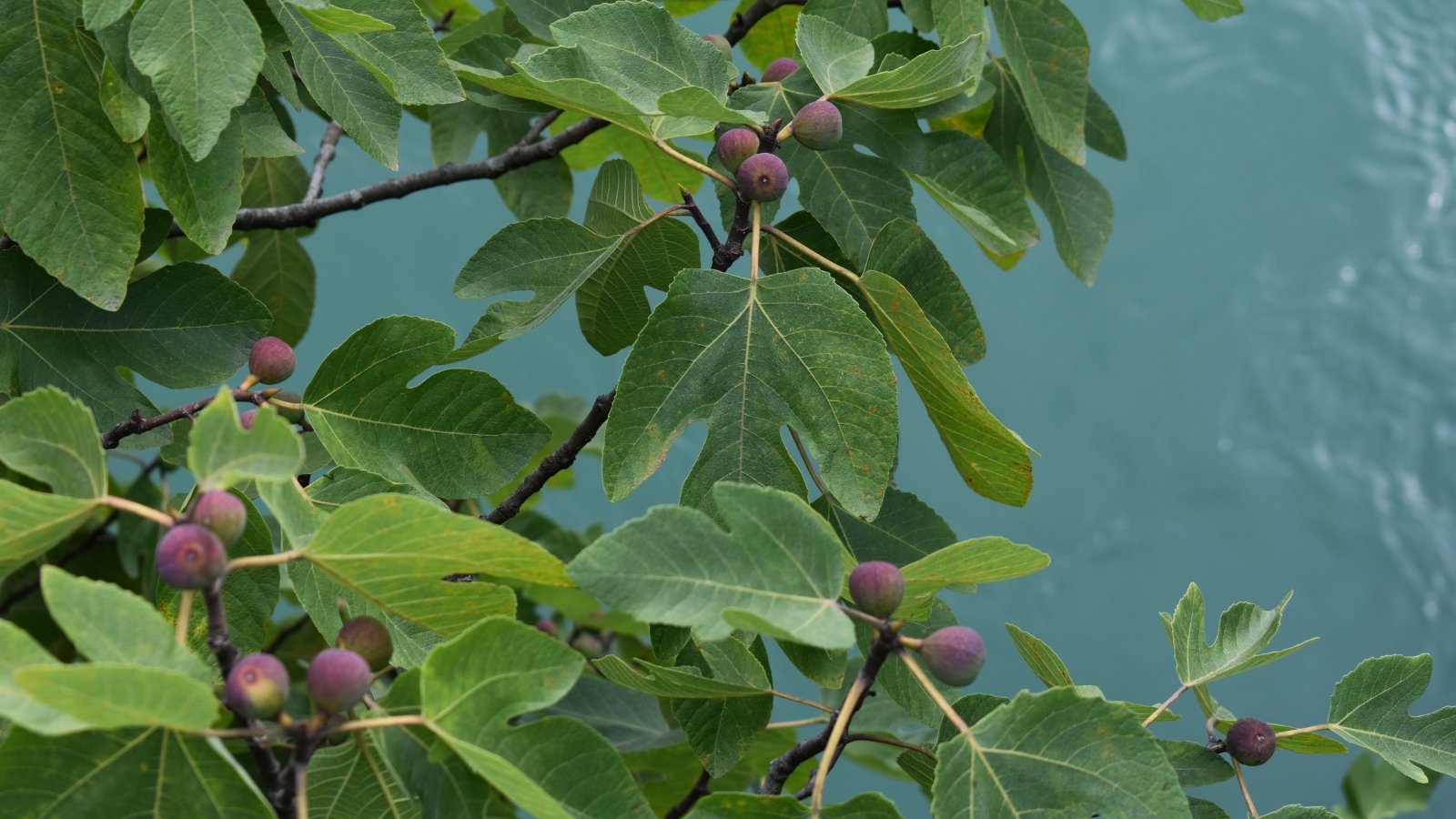 Strategies to Prune Fig Bushes for Giant Harvests