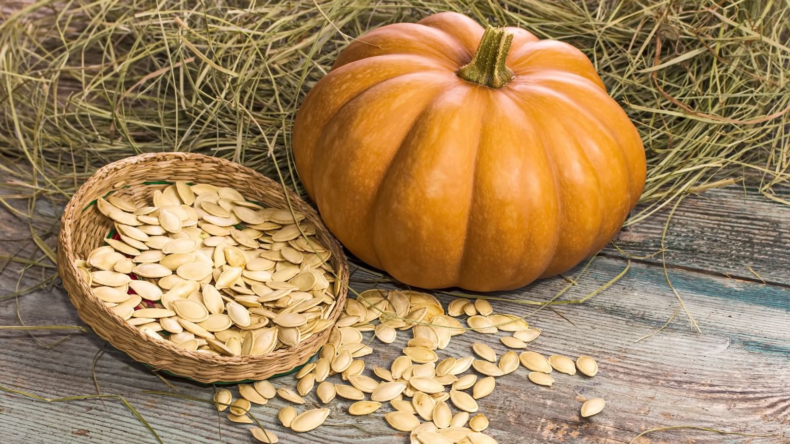 The suitable strategy to Save Pumpkin Seeds for Subsequent Yr: 7 Skilled-Solutions