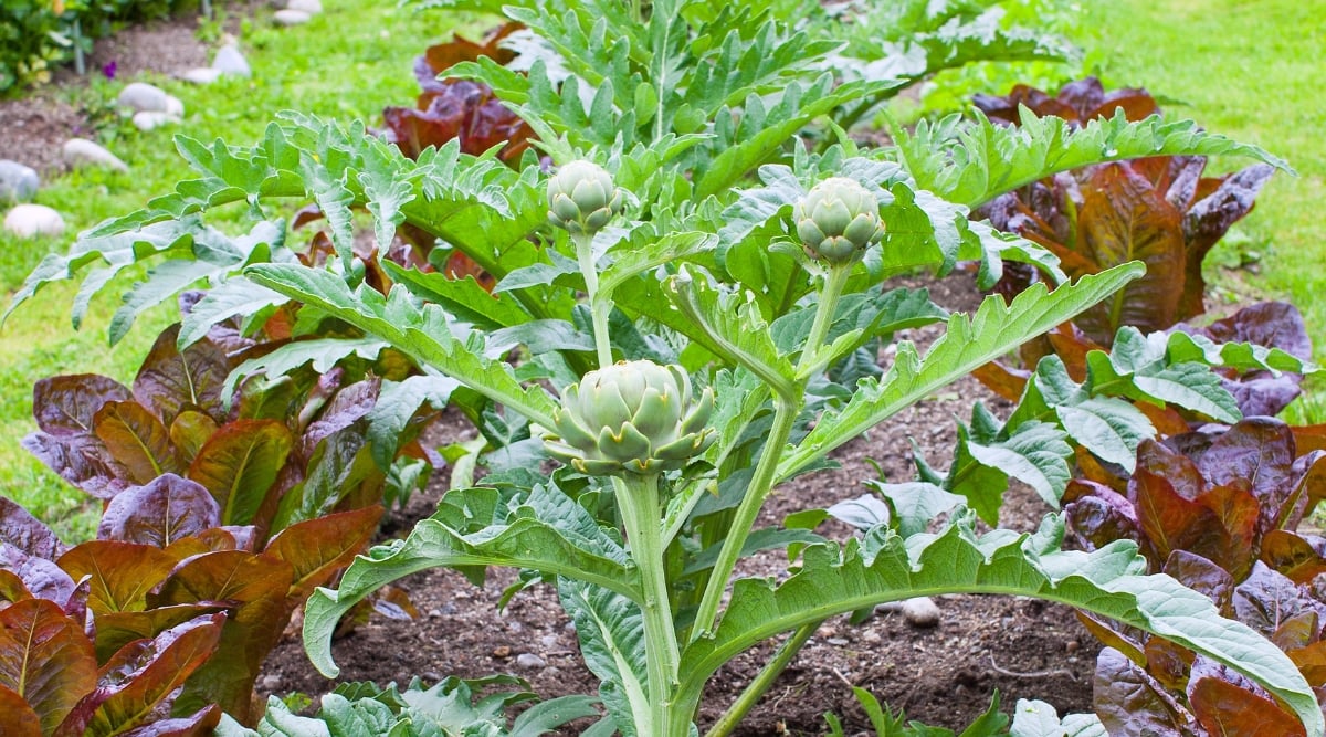 15 Companion Vegetation to Develop with Artichokes