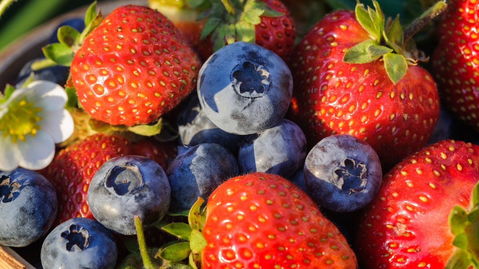 Can You Develop Strawberries With Blueberries?