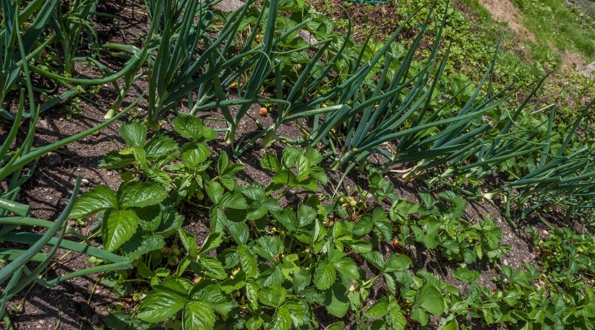 Can You Develop Strawberries With Blueberries?