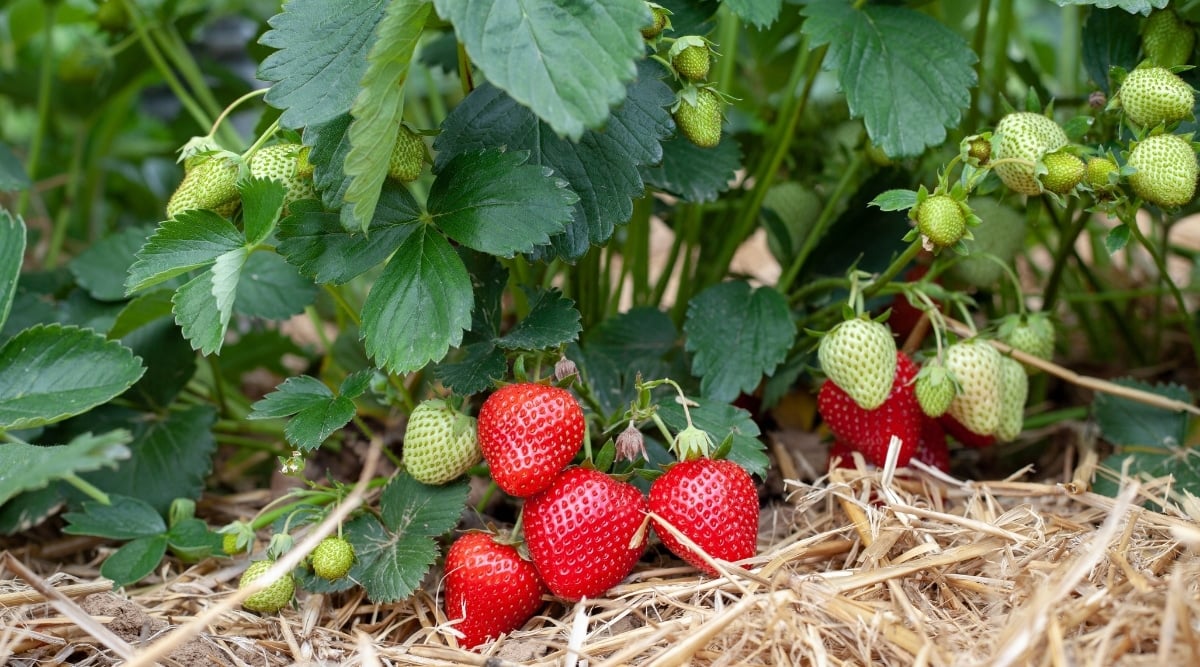 Can You Develop Strawberries with Blackberries?