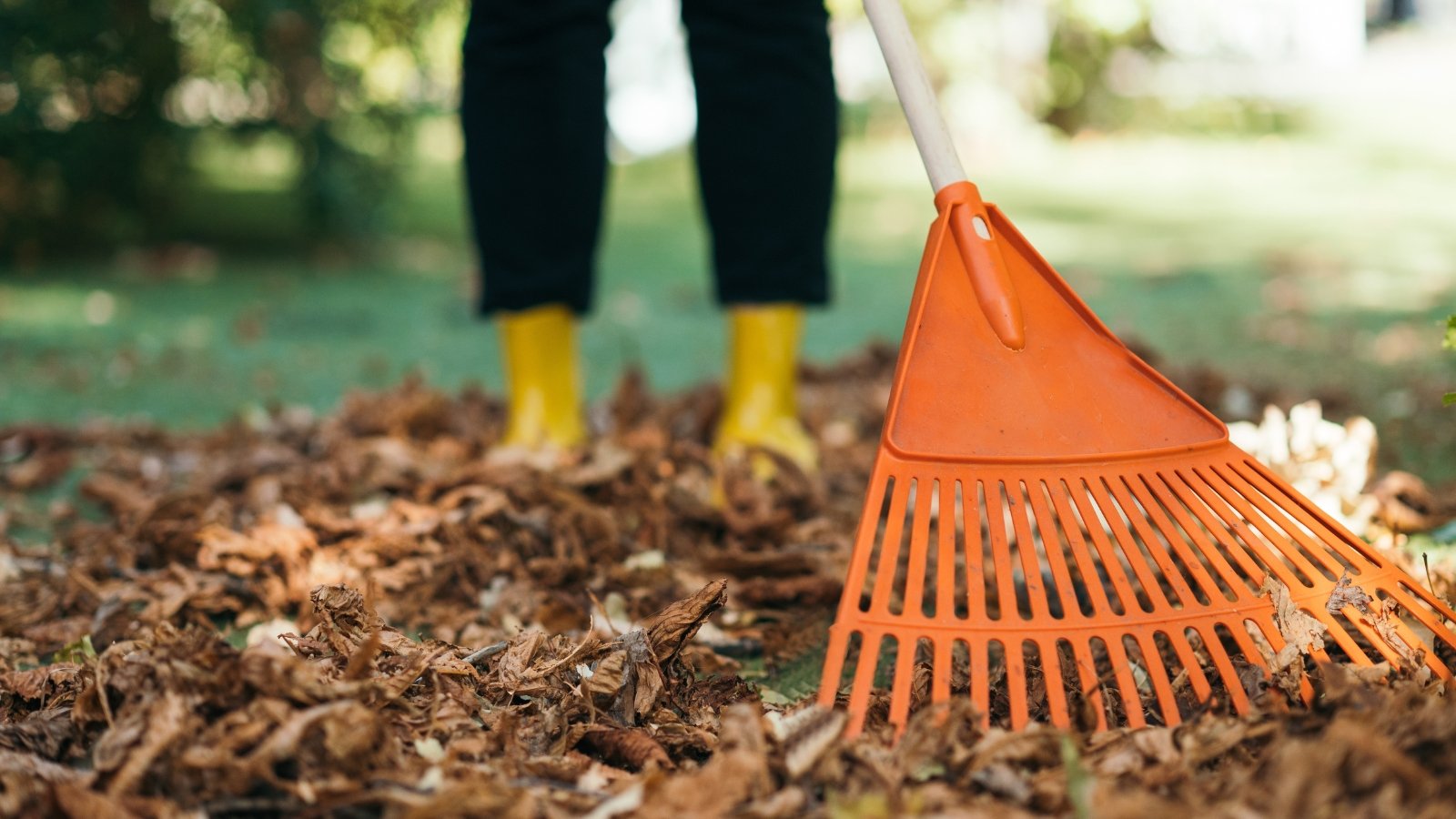 Must You Rake Leaves Off of Perennial Yard Beds?