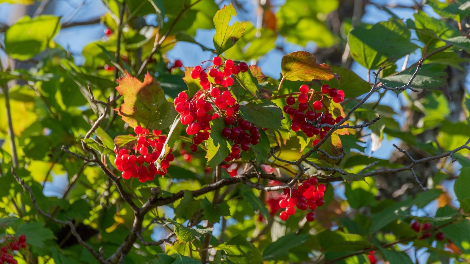 Recommendations on the best way to Plant, Develop, and Take care of Highbush Cranberries