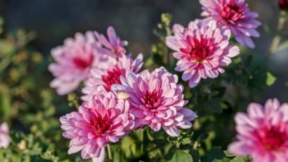 Do Chrysanthemums Current Pure Pest Administration?