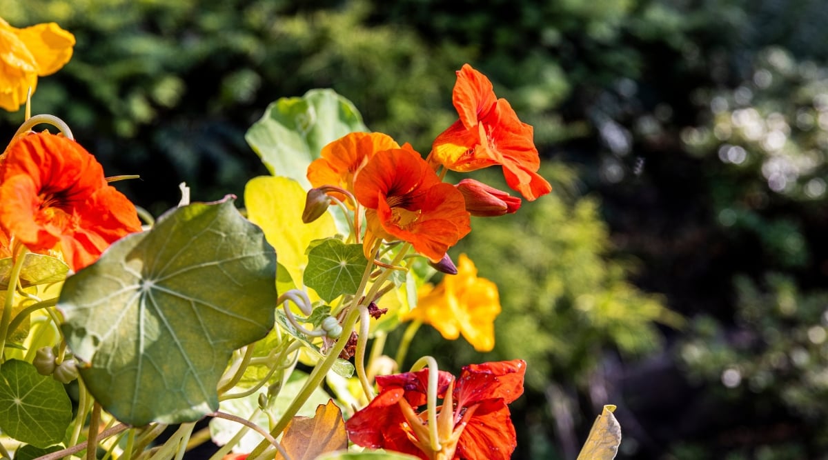 Do Nasturtiums Repel Pests?