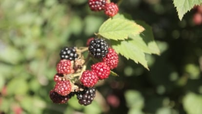 One of the simplest ways to Plant, Develop, and Handle Marionberries