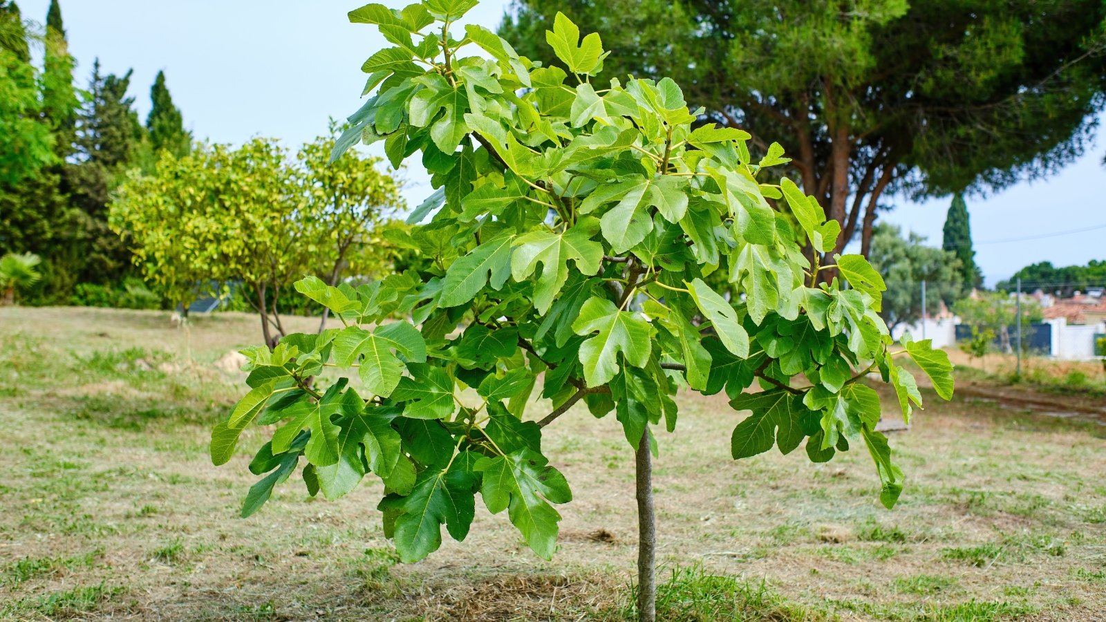 A young sapling with broad, green leaves stands in an open field under a bright sky.