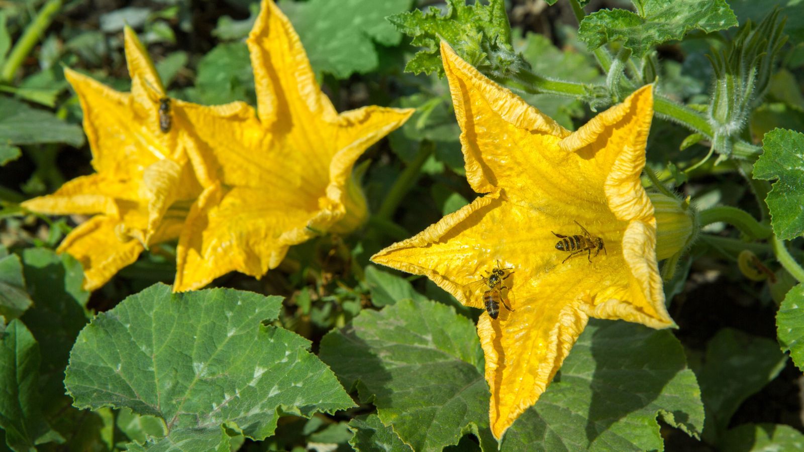 The precise approach to Save Pumpkin Seeds for Subsequent Yr: 7 Skilled-Options