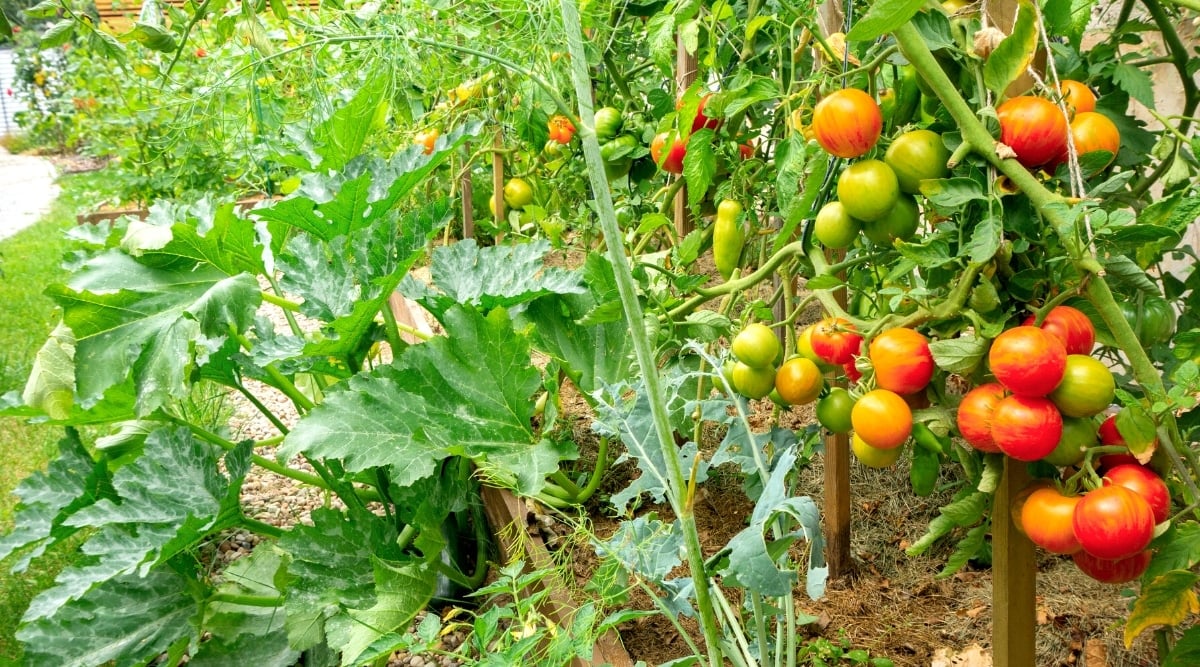 Must You Plant Zucchini With Tomatoes This Season?