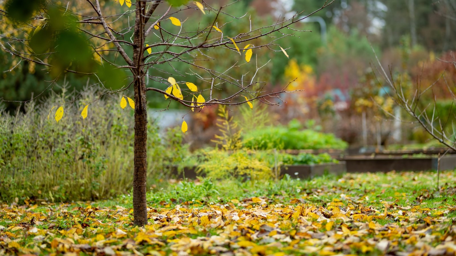 Must You Rake Leaves Off of Perennial Yard Beds?