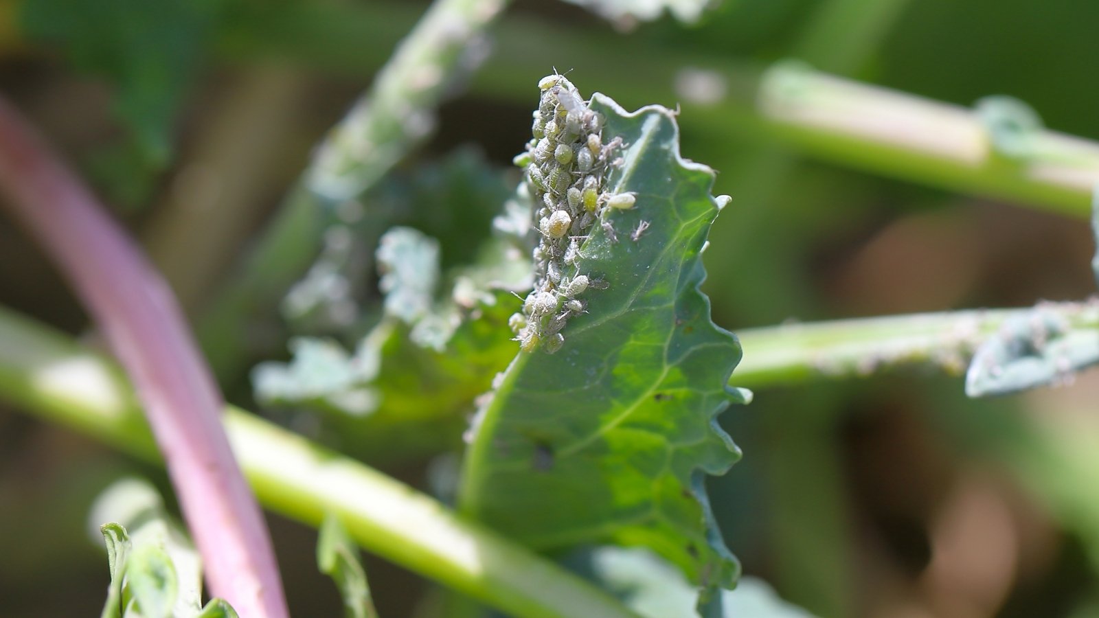 What’s Consuming My Cabbage? 15 Frequent Cabbage Pests