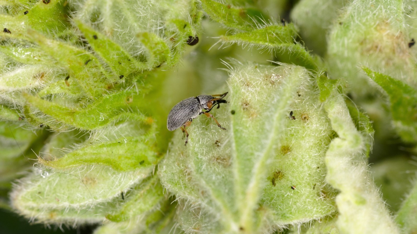 What’s Consuming My Hollyhocks? 7 Hollyhock Pests