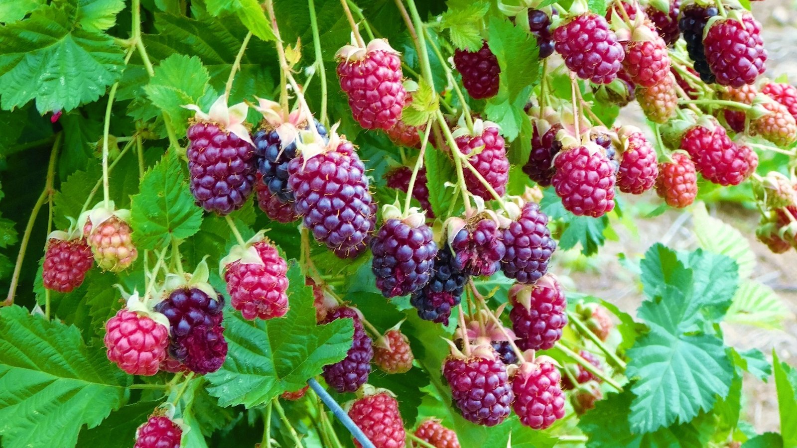 The easiest way to Plant, Develop, and Deal with Marionberries