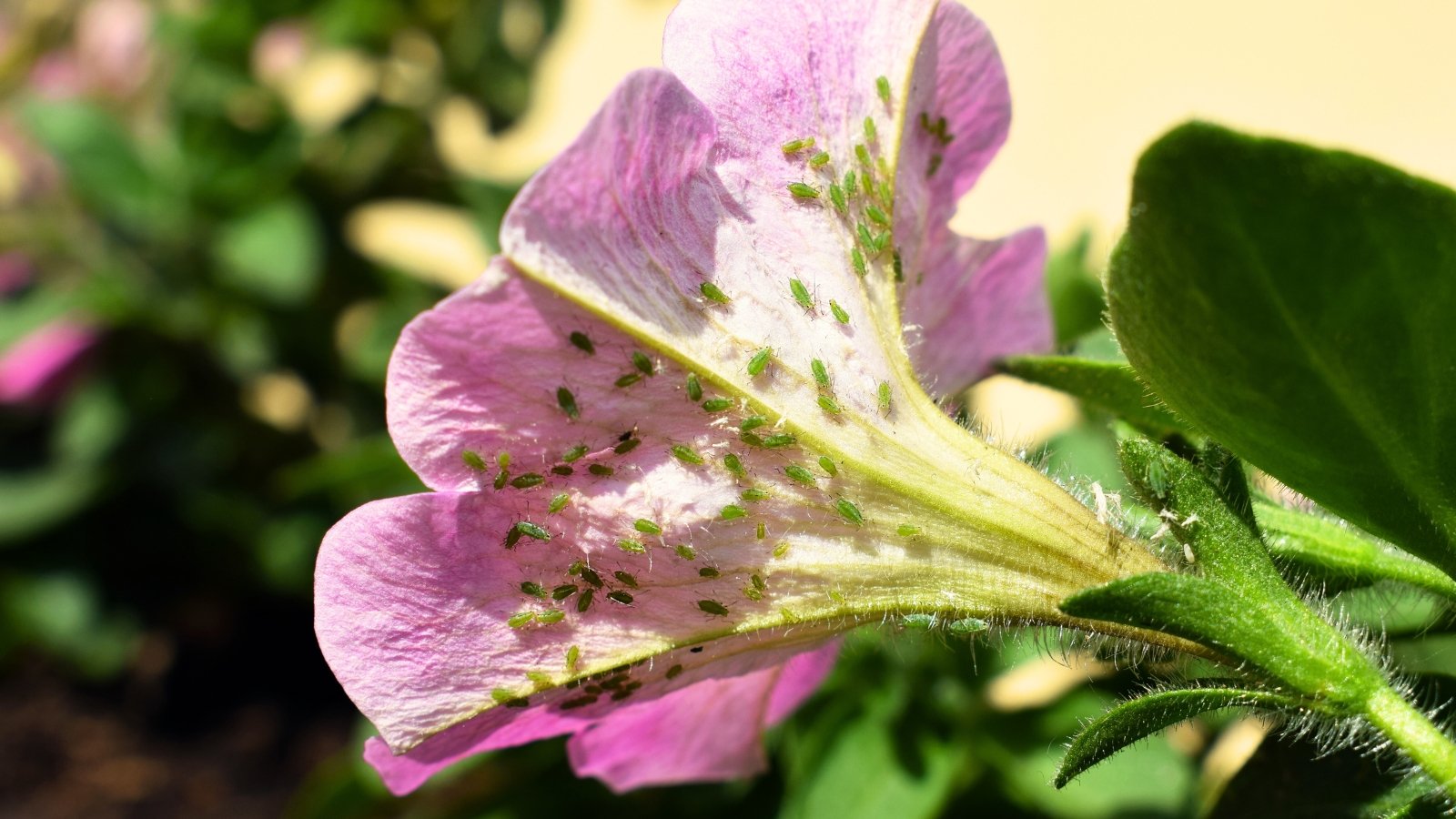 7 Petunia Pests: ID and Remedy