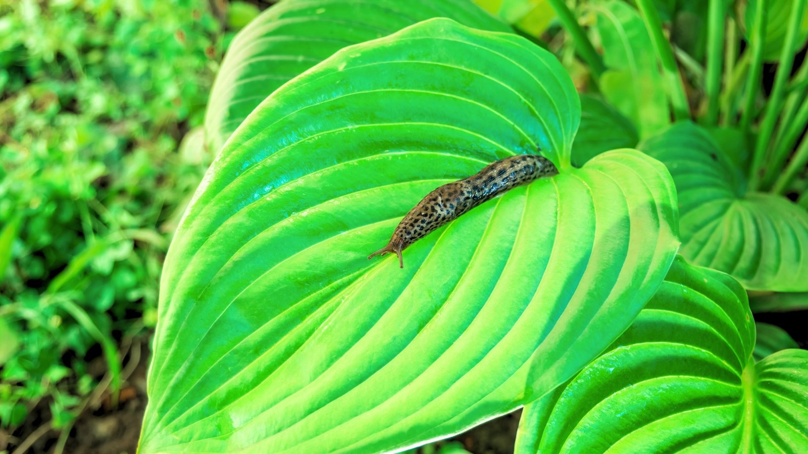 9 Strategies to Preserve Slugs off Your Hostas