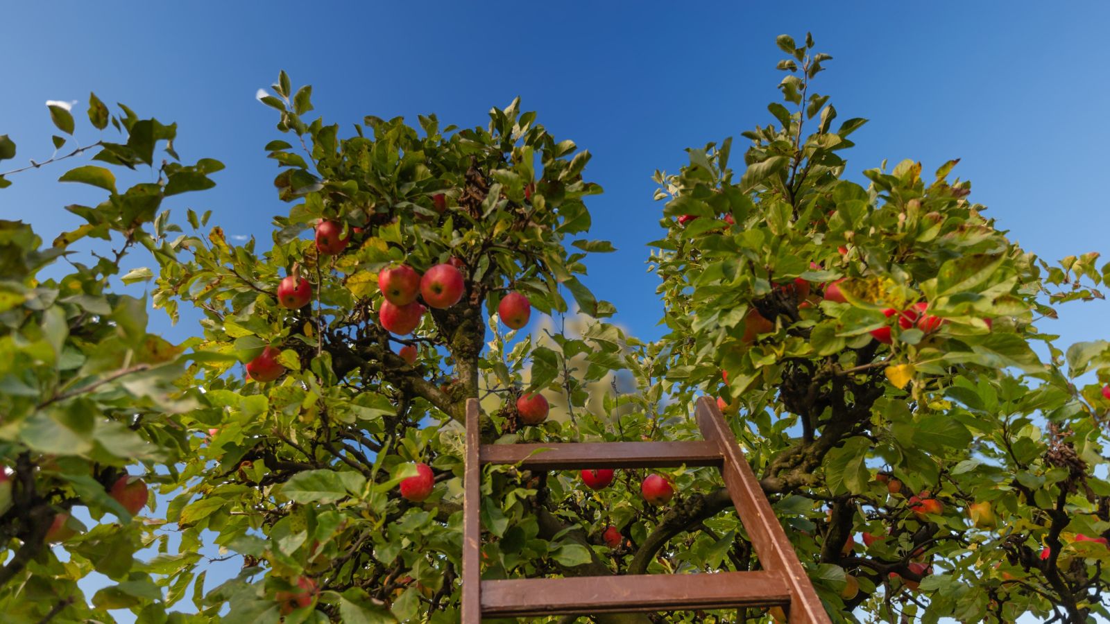 15 Sweetest Apple Varieties to Harvest this Season