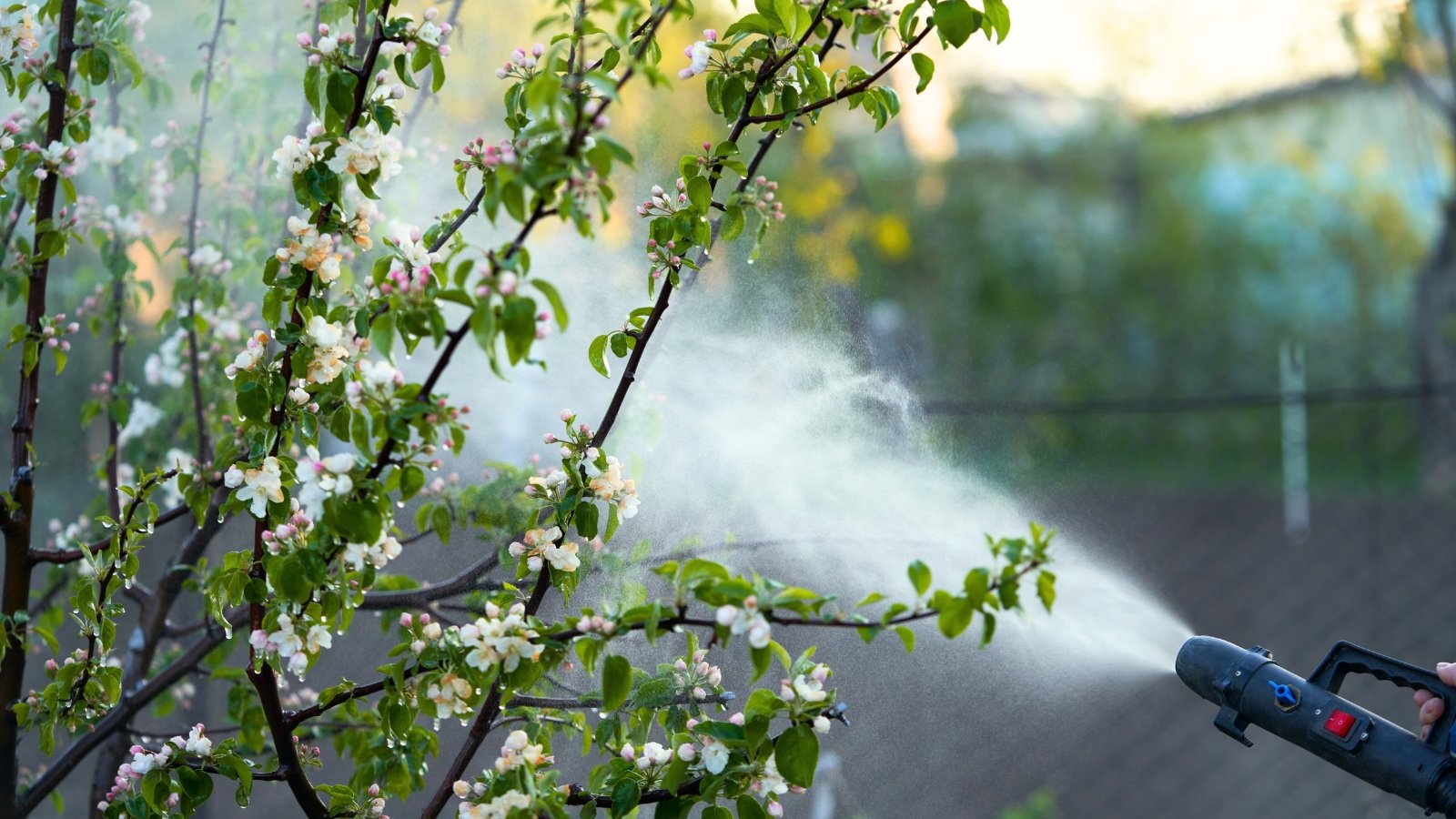 Spraying a flowering fruit tree with pesticides against pests and diseases in a sunny garden.