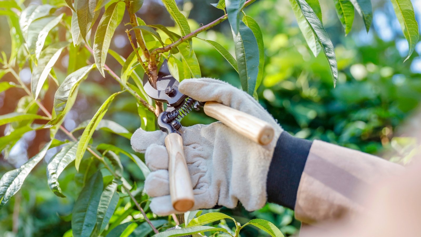 Close-up of a gardener's gloved hand using garden shears to prune peach tree branches covered with oblong, glossy green leaves.