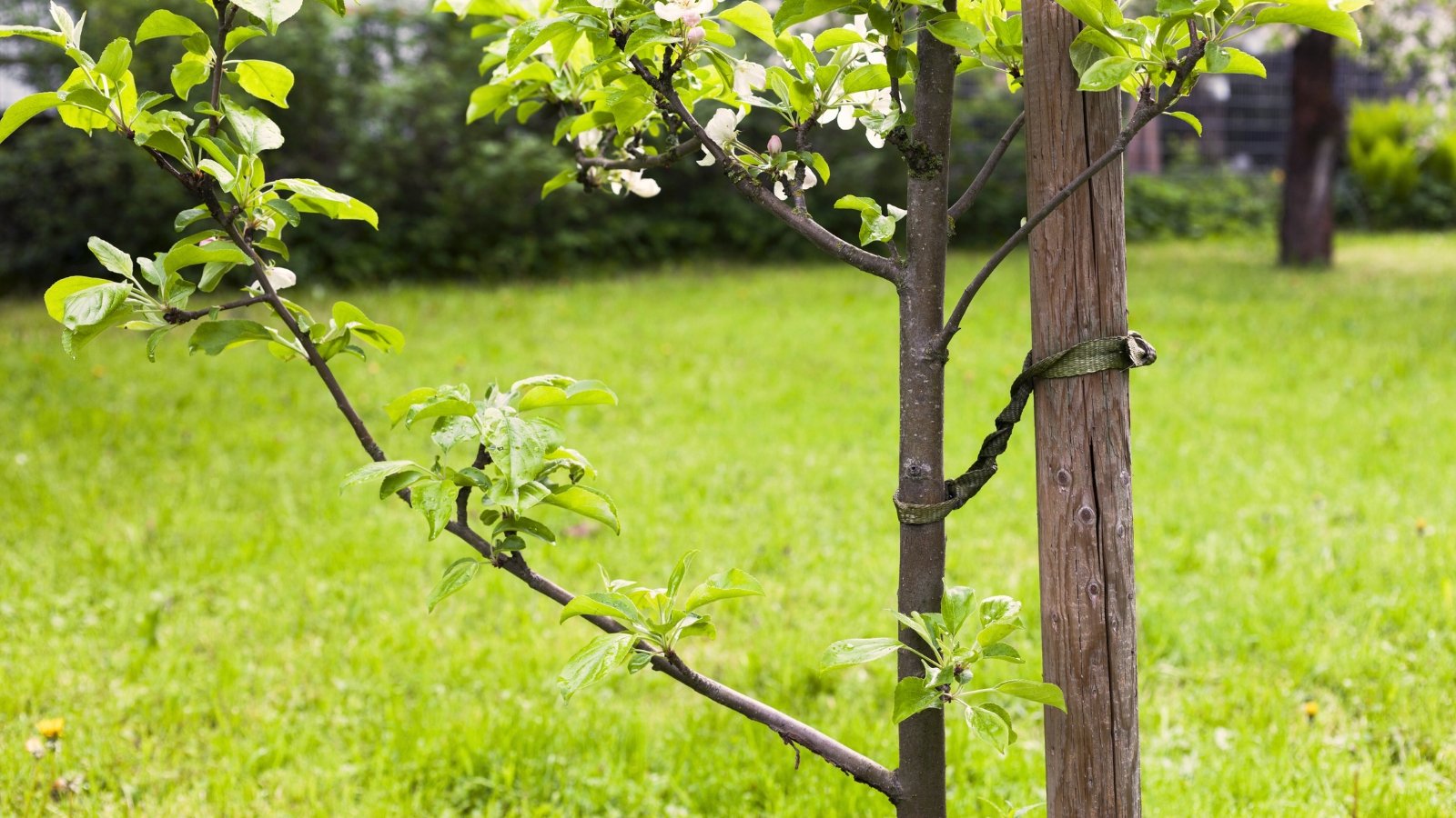 An apple tree with delicate pale pink flowers and green heart-shaped leaves is tied to a wooden stake in front of a green lawn.