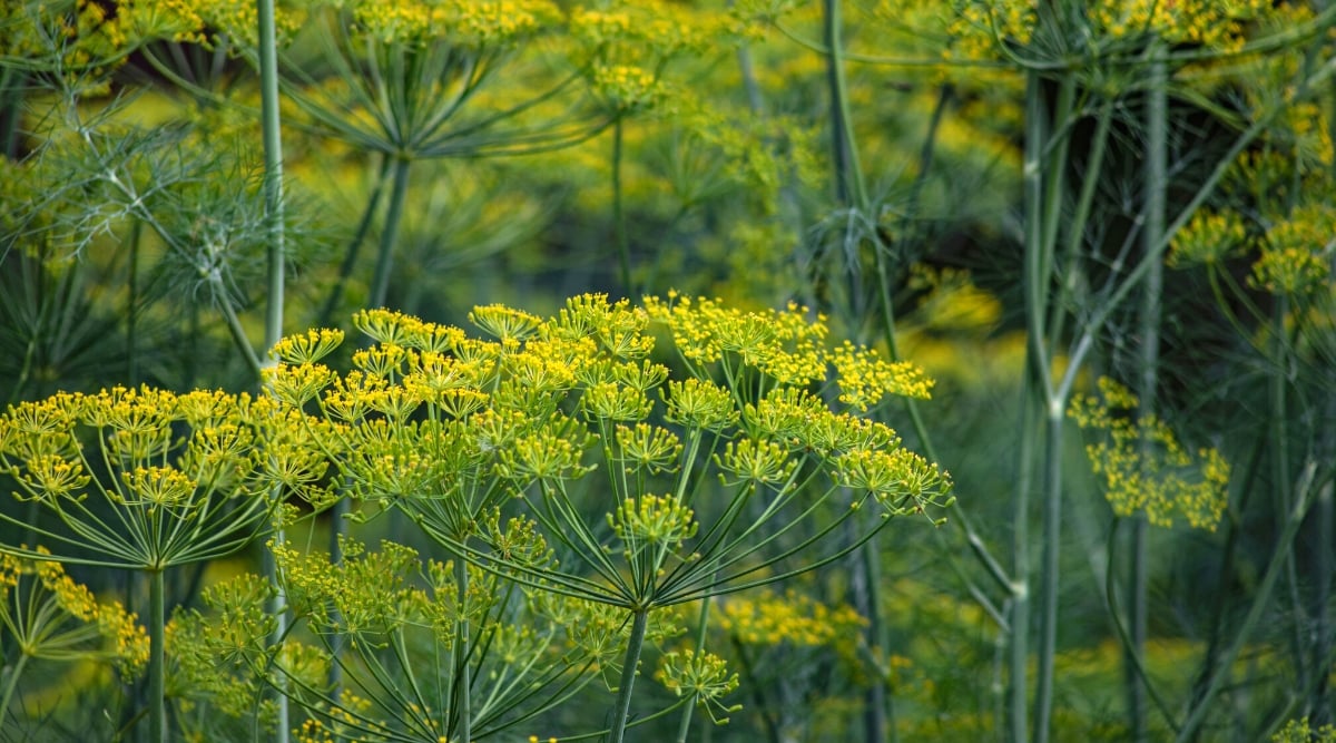 Close-up of a growing dill in the garden. Dill is a herb that has feathery, thin and long blue-green leaves and large umbel-shaped inflorescences with clusters of dozens of individual yellow flowers.