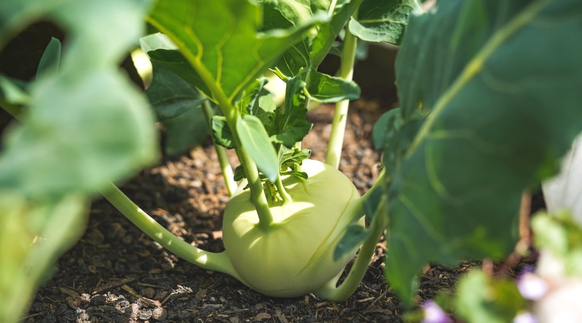 Close-up of a growing Kohlrabi in a sunny garden. The plant has blue-green, thick and crisp leaves that grow from the stem, and the stem itself is convex and round with a slightly flattened top. The stem is pale green.