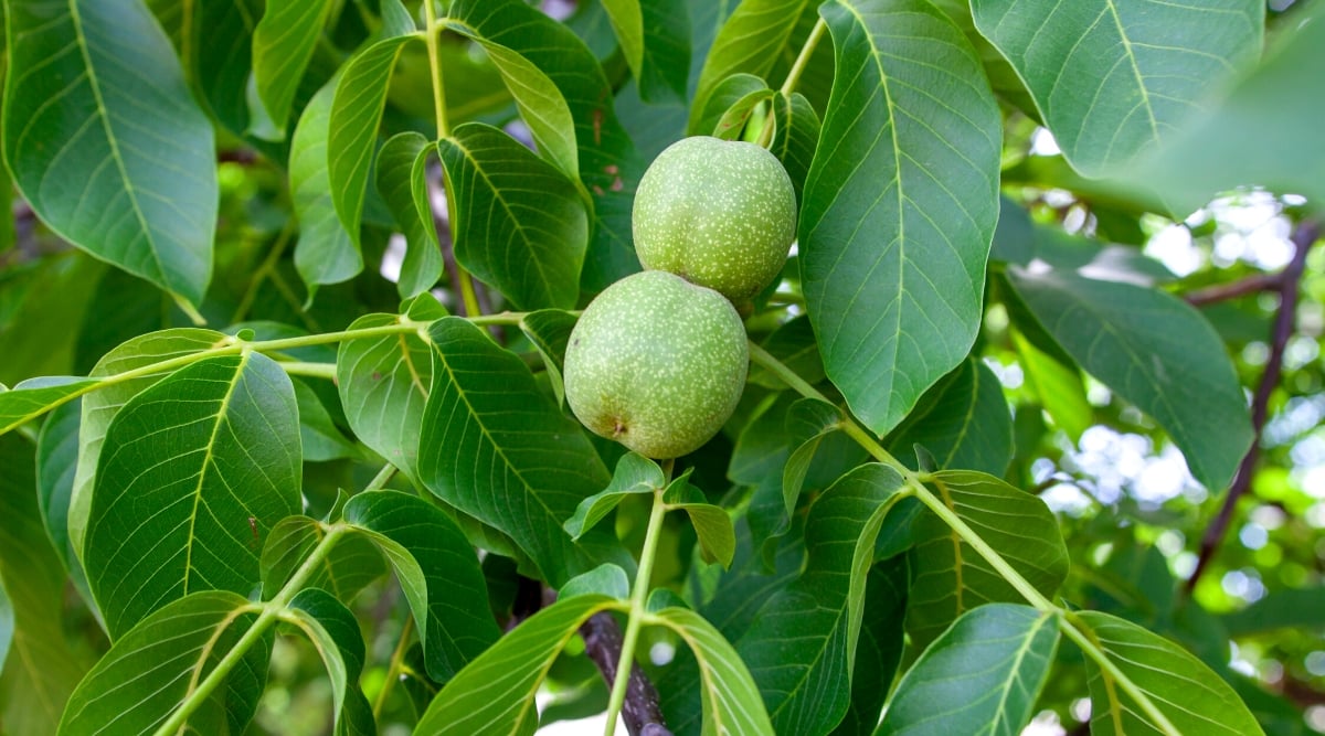 Close-up of walnut branches in a sunny garden. The tree has large compound leaves with many green oval leaflets with pale green veins. The nuts grow in a hard, green, rounded shell that cracks as the nut matures and dries out.