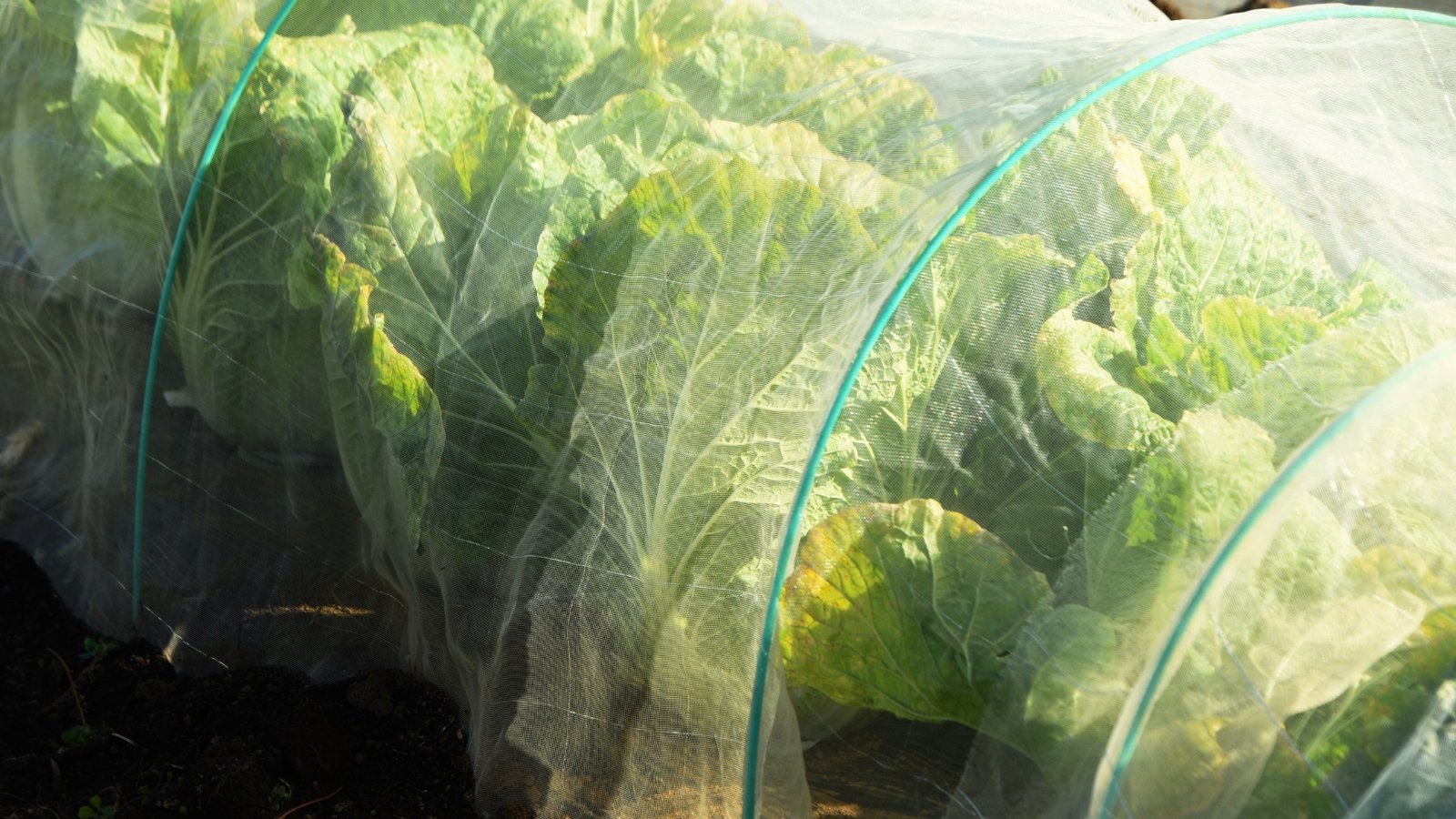 Close-up of cabbage plants covered with insect netting mounted using hoops.