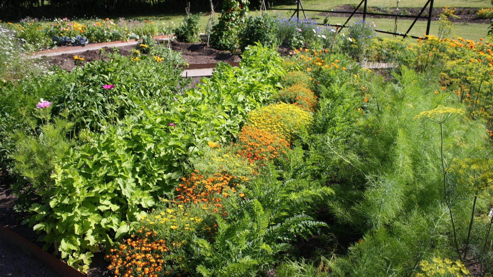 View of a vibrant planting with dill, carrots, marigolds, cosmos, calendula, and other thriving plants.
