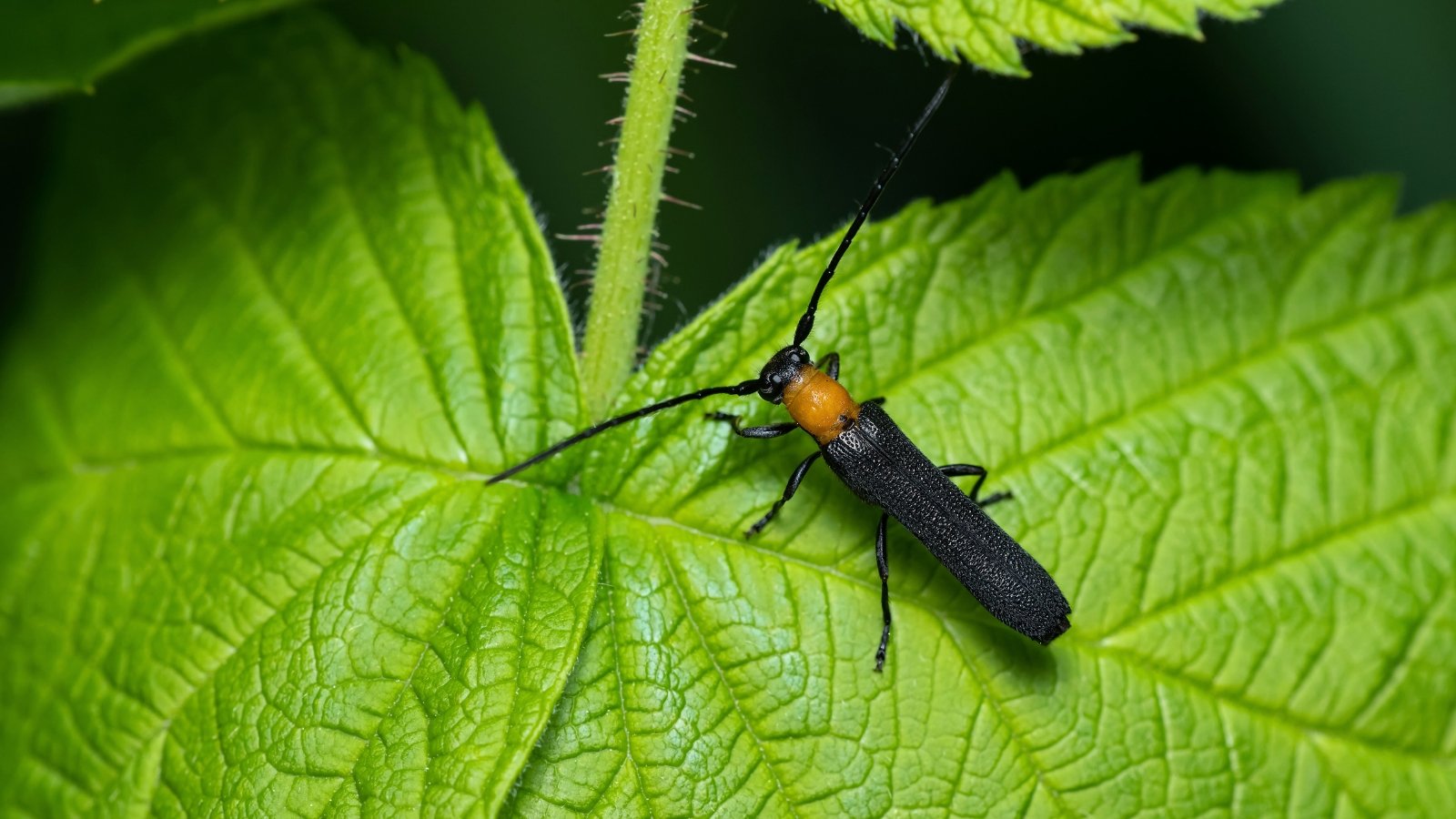 The cane borer is a slender beetle with a shiny black body, elongated antennae, and distinctive grooves running along its wing covers.
